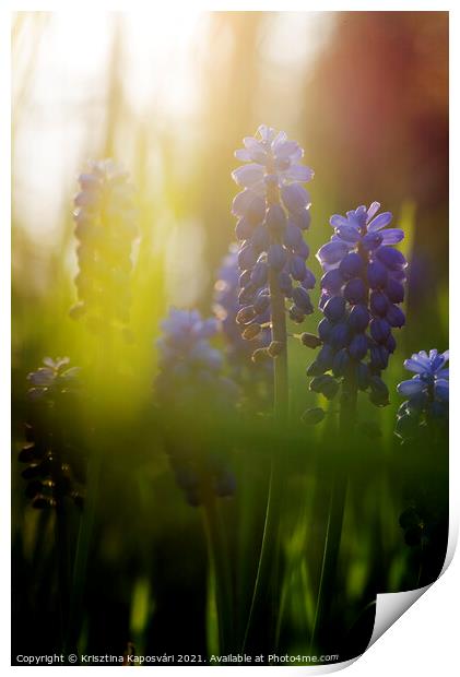 Grape-hyacinth in the Sunset Closeup  Print by Krisztina Kaposvári