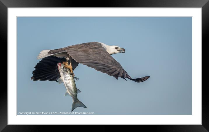 Sea Eagle with fish Framed Mounted Print by Pete Evans