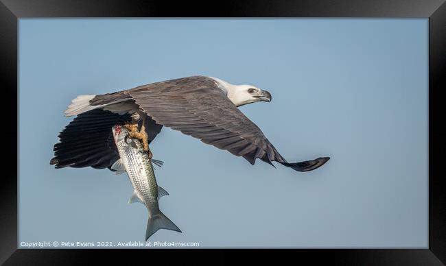 Sea Eagle with fish Framed Print by Pete Evans