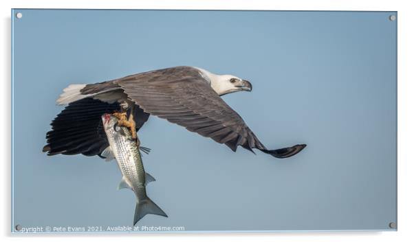 Sea Eagle with fish Acrylic by Pete Evans