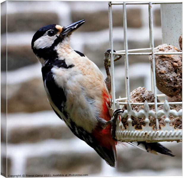 Great Spotted Woodpecker - 02 Canvas Print by Trevor Camp