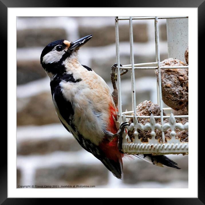 Great Spotted Woodpecker - 02 Framed Mounted Print by Trevor Camp
