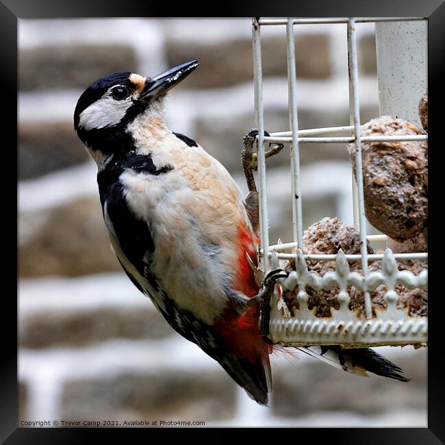 Great Spotted Woodpecker - 02 Framed Print by Trevor Camp