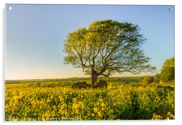 That tree again, Melton. Acrylic by Bill Allsopp