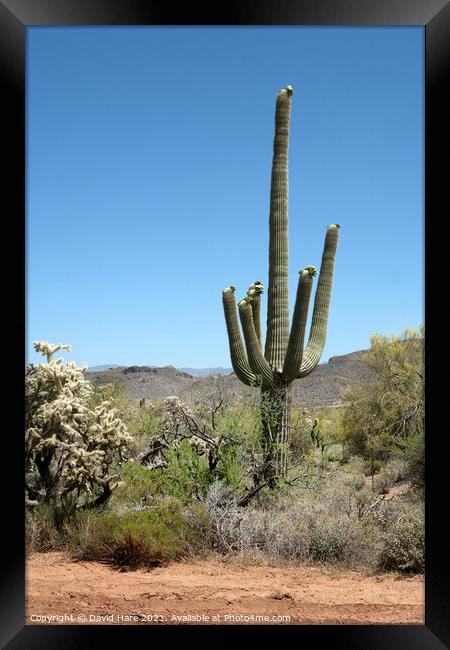 Saguaro Cactus Framed Print by David Hare