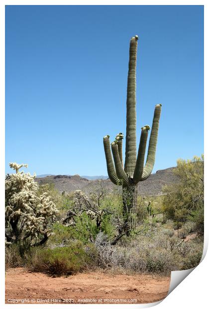 Saguaro Cactus Print by David Hare