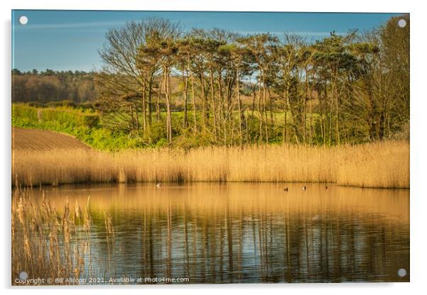 Snipes marsh. Acrylic by Bill Allsopp