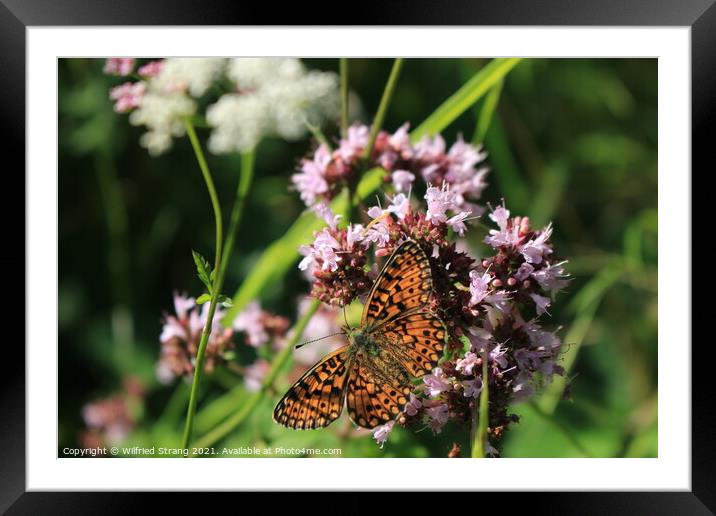 butterfly and flower in Breinig Rhineland Germany Europe	 Framed Mounted Print by Wilfried Strang