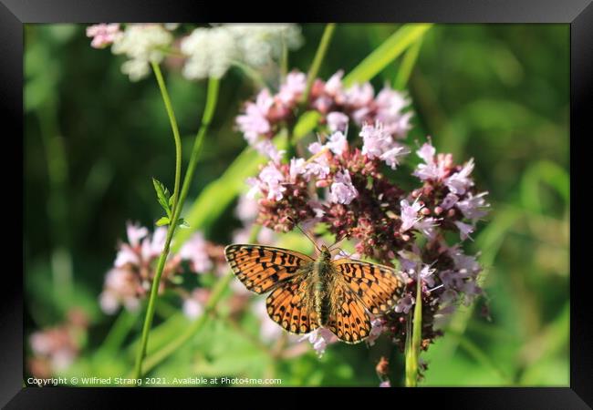 butterfly and flower in Breinig Rhineland Germany Europe	 Framed Print by Wilfried Strang