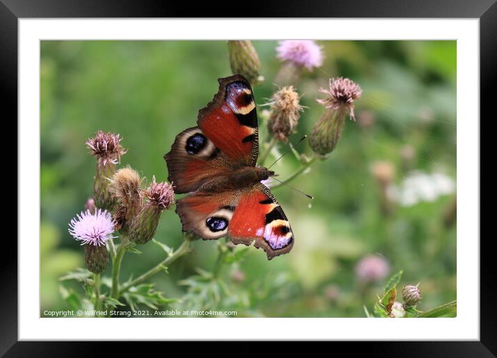 butterfly and flower in Breinig Rhineland Germany Europe Framed Mounted Print by Wilfried Strang