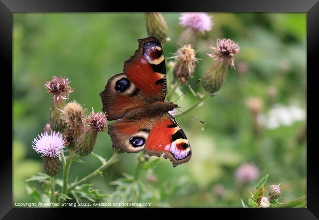 butterfly and flower in Breinig Rhineland Germany Europe Framed Print by Wilfried Strang