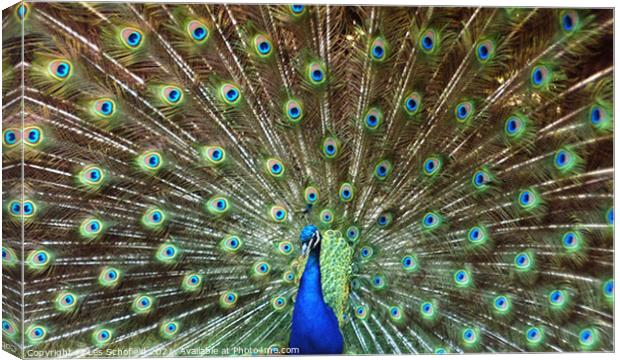 Peacock  Canvas Print by Les Schofield
