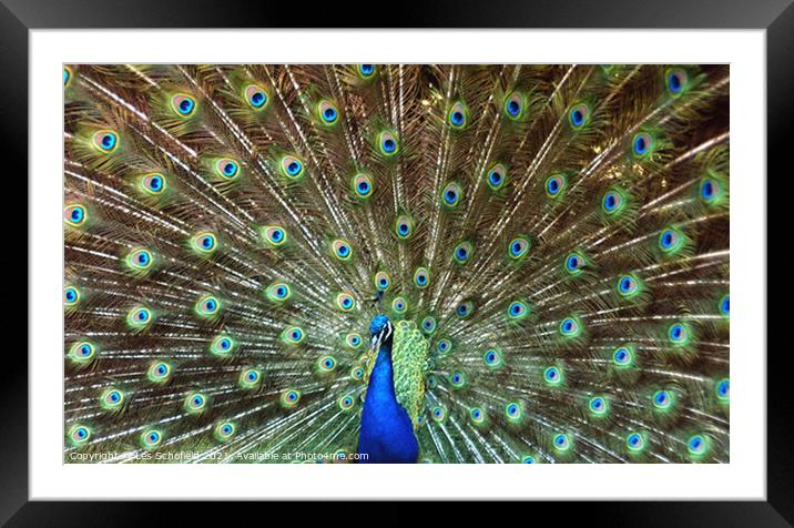 Peacock  Framed Mounted Print by Les Schofield