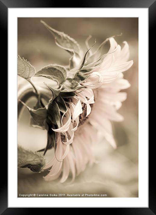 Sunflower Framed Mounted Print by Caroline Gorka