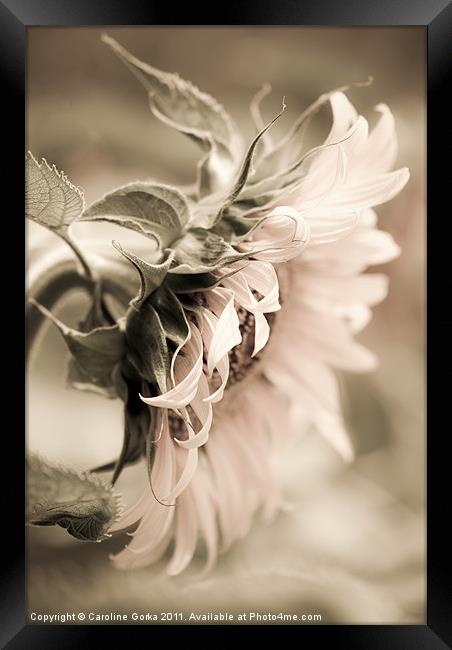 Sunflower Framed Print by Caroline Gorka