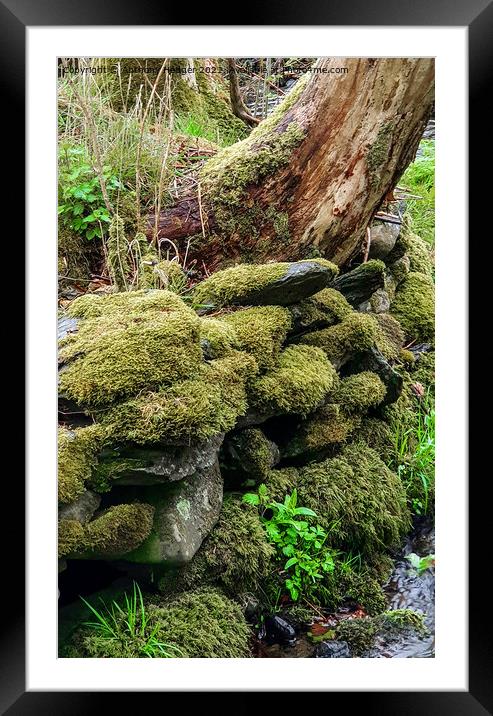 Moss covered wall Framed Mounted Print by Anthony Hedger