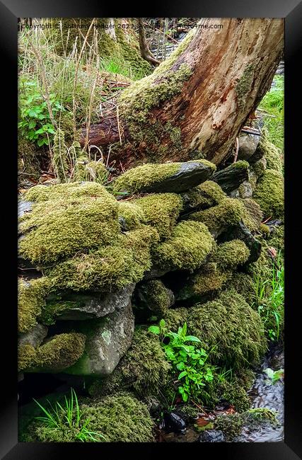 Moss covered wall Framed Print by Anthony Hedger