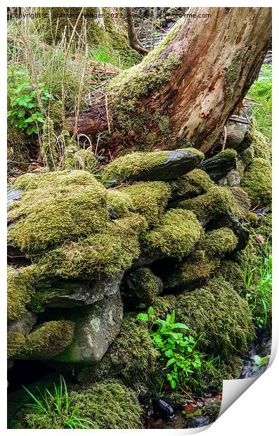 Moss covered wall Print by Anthony Hedger