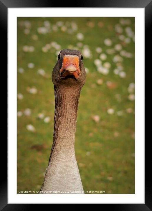 Goose Framed Mounted Print by Andy Buckingham