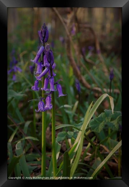 Bluebells  Framed Print by Andy Buckingham