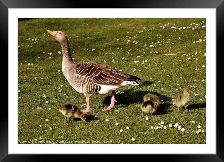 Mother Goose with her babies Framed Mounted Print by Andy Buckingham