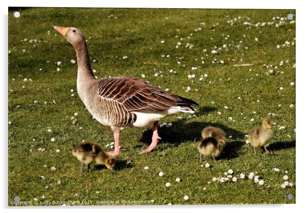 Mother Goose with her babies Acrylic by Andy Buckingham