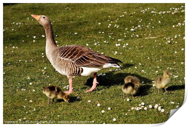 Mother Goose with her babies Print by Andy Buckingham