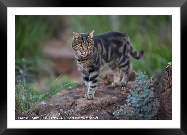 Exploring his territory Framed Mounted Print by Adrian Turnbull-Kemp