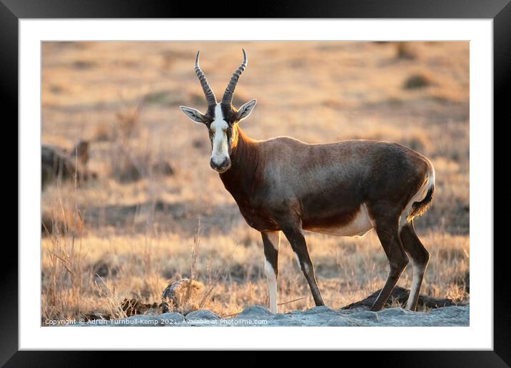 Blesbok ram at at  water hole Framed Mounted Print by Adrian Turnbull-Kemp