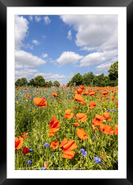 Poppy Field with Cornflowers  Framed Mounted Print by Melanie Viola