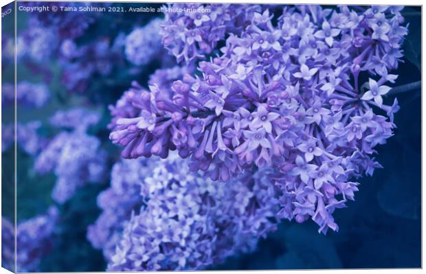 Lilac Flowers in Purple Canvas Print by Taina Sohlman