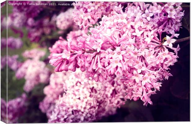 Lilac Flowers in Pink Canvas Print by Taina Sohlman