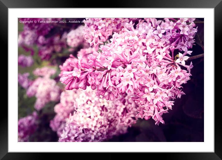 Lilac Flowers in Pink Framed Mounted Print by Taina Sohlman