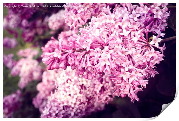 Lilac Flowers in Pink Print by Taina Sohlman