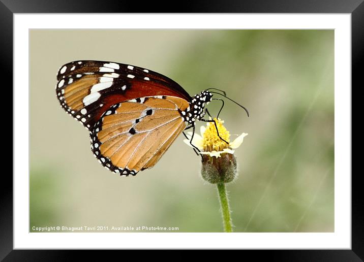 Plain Tiger Framed Mounted Print by Bhagwat Tavri