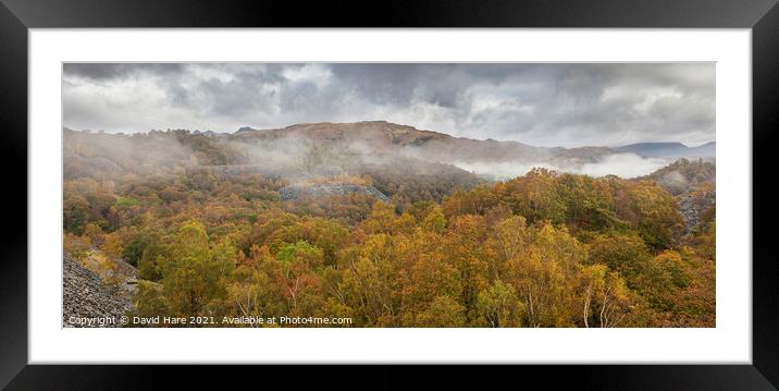 Misty Woodland Framed Mounted Print by David Hare
