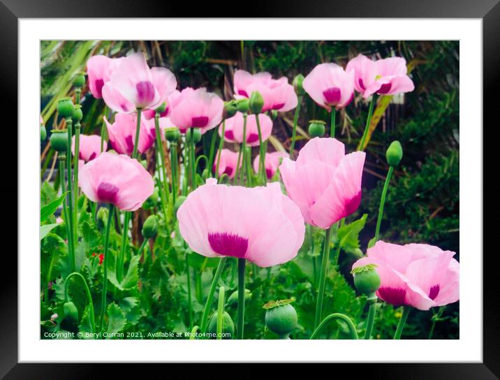 Vibrant Poppies in a Country Garden Framed Mounted Print by Beryl Curran