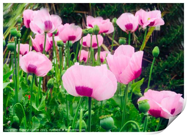 Vibrant Poppies in a Country Garden Print by Beryl Curran