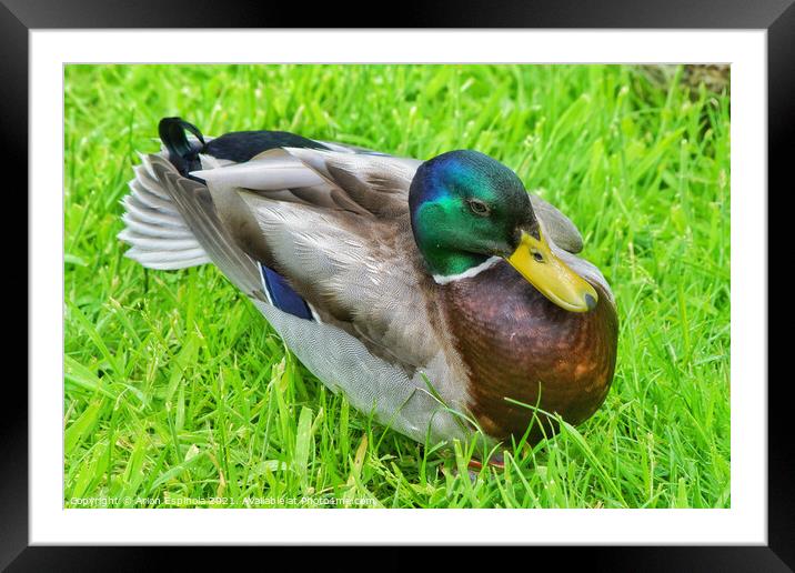 English Duck Framed Mounted Print by Arion Espinola