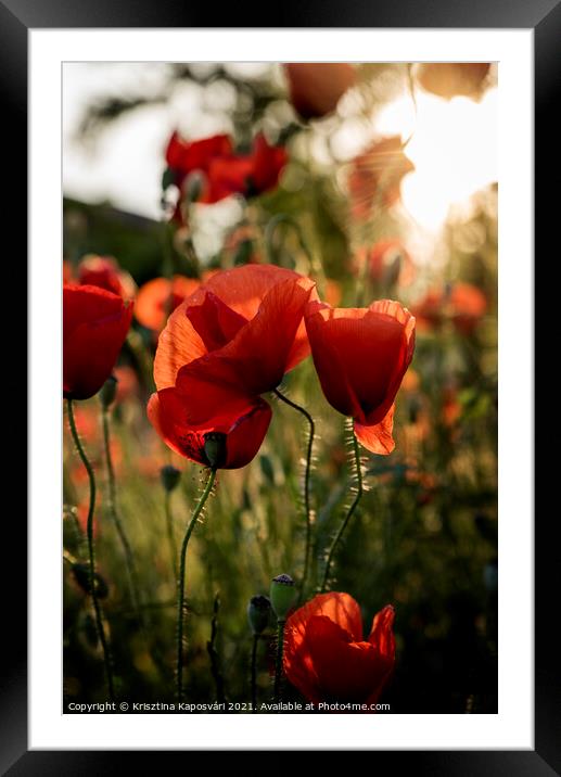 Red Poppies in the sunset Framed Mounted Print by Krisztina Kaposvári