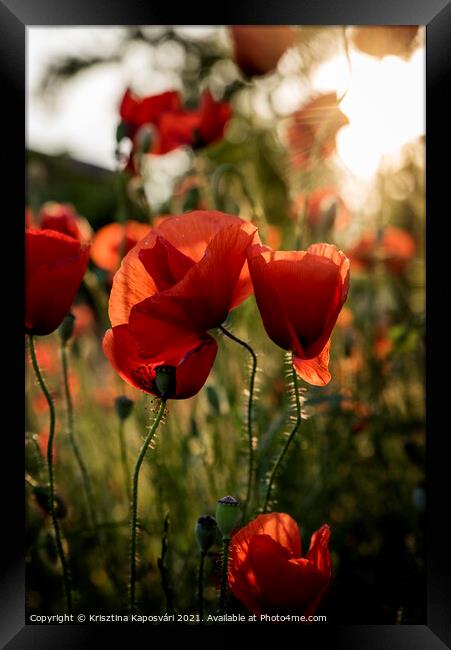 Red Poppies in the sunset Framed Print by Krisztina Kaposvári