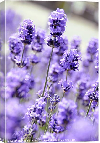 The Smell of Purple Canvas Print by Christine Johnson