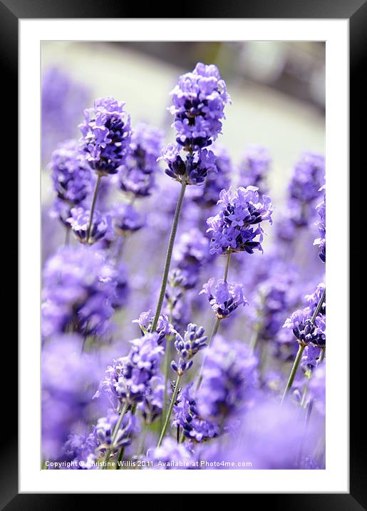 The Smell of Purple Framed Mounted Print by Christine Johnson