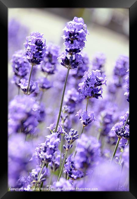 The Smell of Purple Framed Print by Christine Johnson