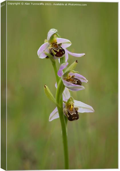 Bee orchid Canvas Print by Alan Tunnicliffe