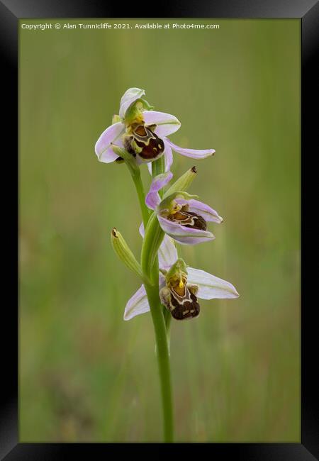 Bee orchid Framed Print by Alan Tunnicliffe