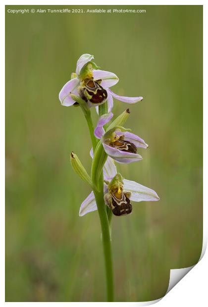 Bee orchid Print by Alan Tunnicliffe