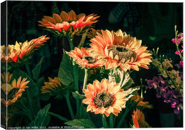 Sunflowers Canvas Print by Ian Miller