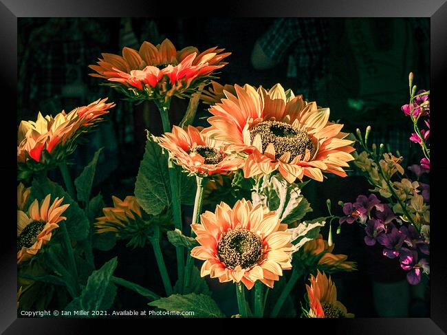 Sunflowers Framed Print by Ian Miller