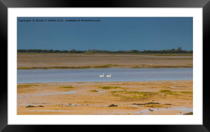 Swans at Pagham Harbour  Framed Mounted Print by Stuart C Clarke